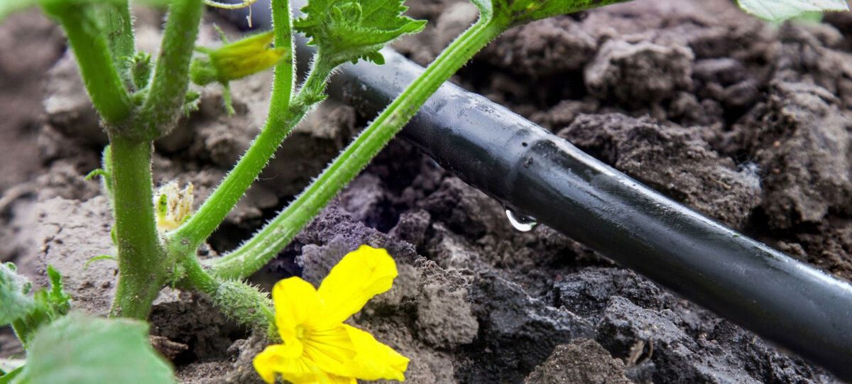 Автоматизируем капельный полив огорода